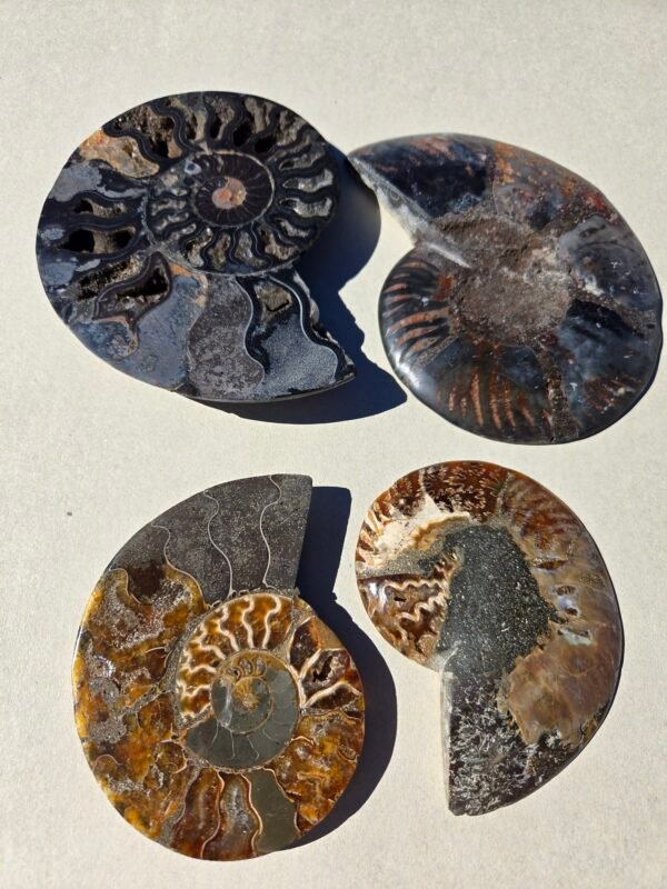 Ammonite