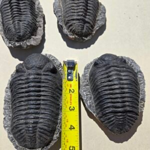 Trilobite Phacop