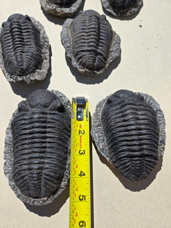Trilobite Phacop