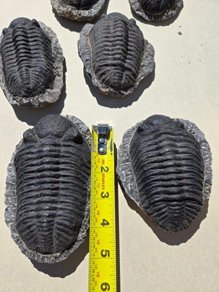 Trilobite Phacop