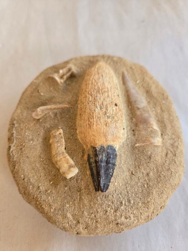 Mosasaurus Tooth with Bones