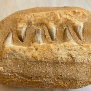 Mosasaurus jaw