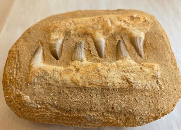 Mosasaurus jaw
