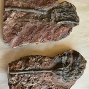 Crinoid