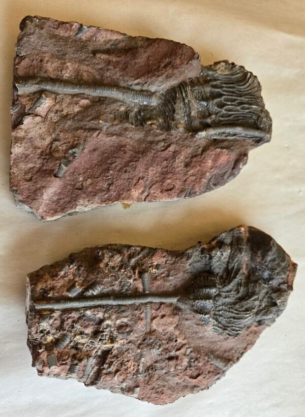 Crinoid