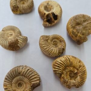Mini Ammonite 1-1.5" (Pack of 12)