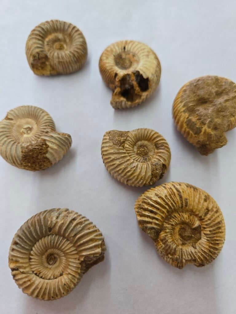Mini Ammonite 1-1.5"