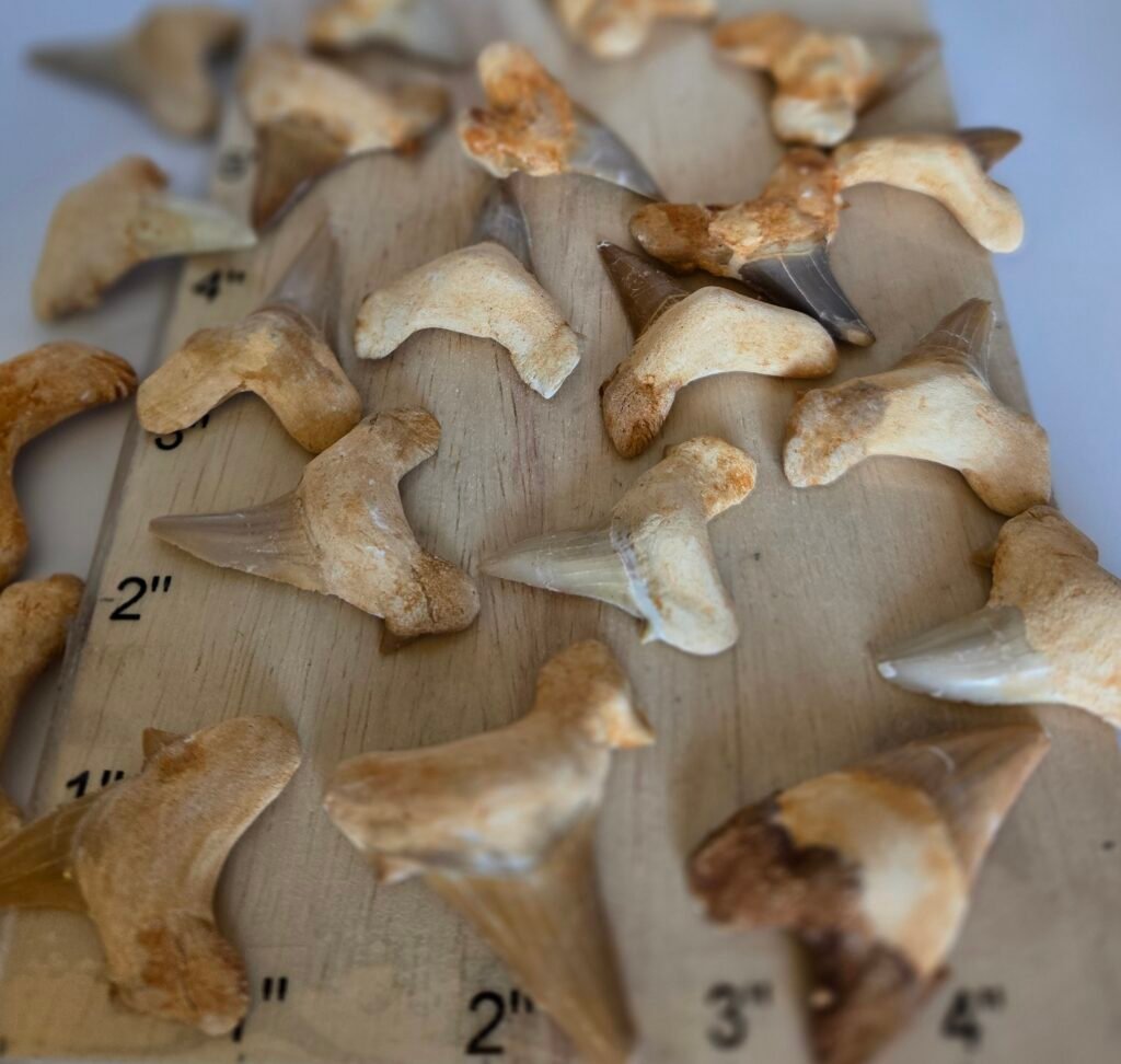 Shark Tooth Fossil (Pack of 50)