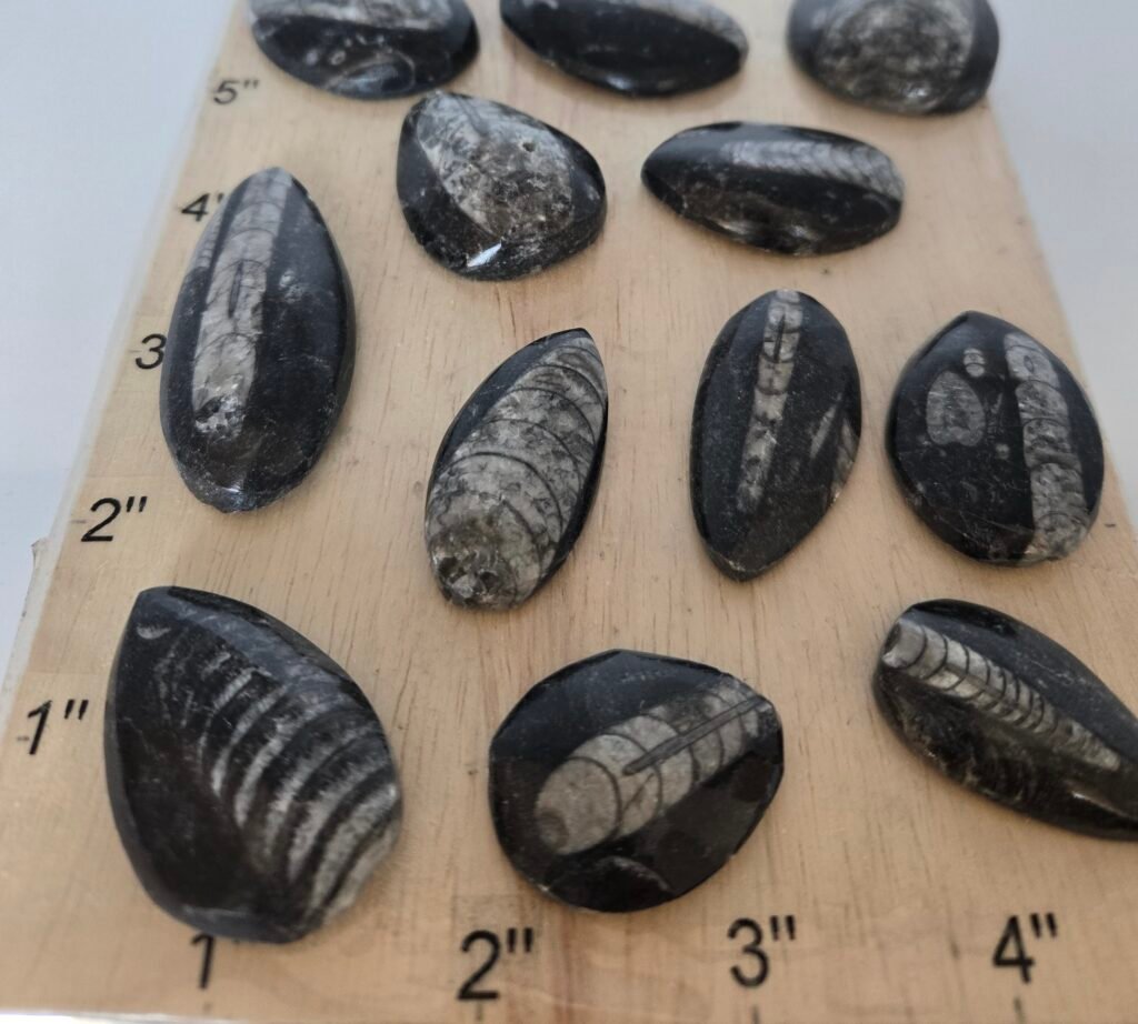 Small Orthoceras Fossil (Pack of 12)