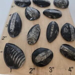 Small Orthoceras Fossil (Pack of 12)