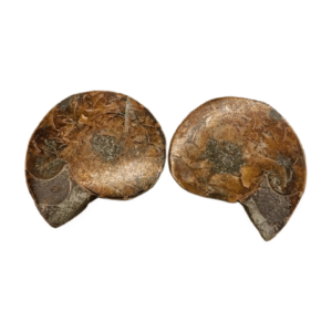 Ammonite Pairs (1.25 inch max size)