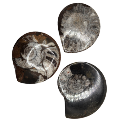 Ammonite Disc
