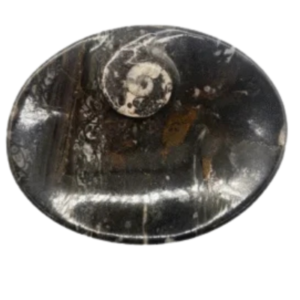 Ammonite Dish