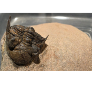 Devonian Trilobite