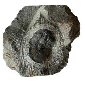 Devonian Trilobite in matrix