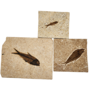 Three fossil fish specimens preserved in light-colored stone matrix