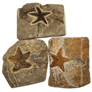 Three fossil starfish specimens in assorted stone matrix shapes