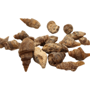 Gastropod per pound