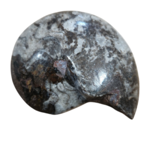 Goniatite