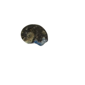 Goniatite Magnet