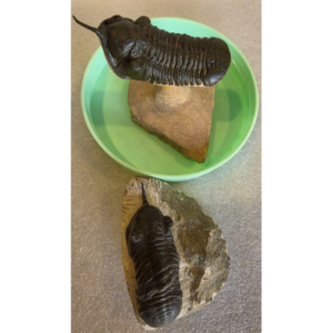 Moroccan Trilobite specimen