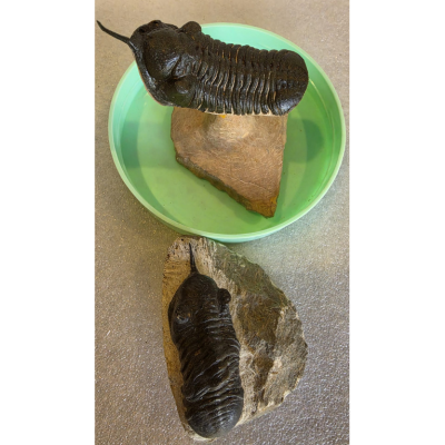 Moroccan Trilobite specimen