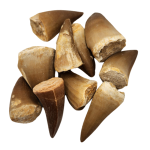 Mosasaur Tooth