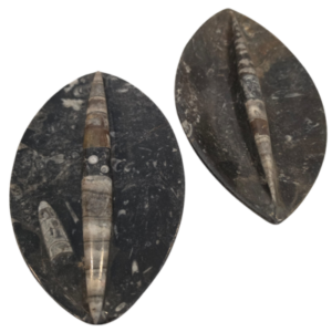 Orthoceras Dish