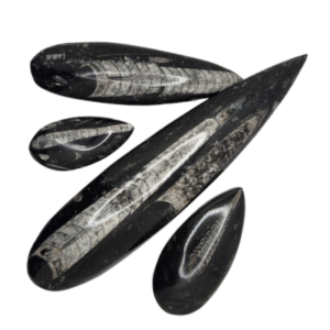 Polished Orthoceras Fossil