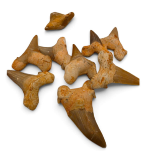 Shark Tooth
