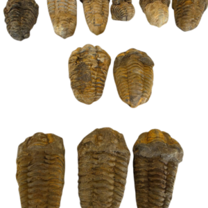 Trilobite no matrix