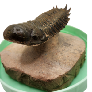 Spiny Trilobite Specimen