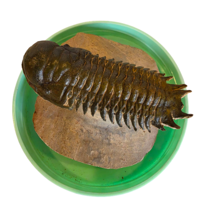 Spiny Trilobite Specimen - Image 2